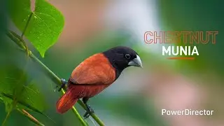 LIFE CYCLE OF A CHESTNUT MUNIA (PULANG MAYA or Billit-Tuleng) Billit Tuleng