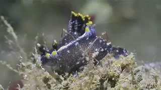 Caprella californica  and Polycera hedgpethi