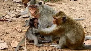 Young monkey Dee Dee stop baby Maci milk | Mom Merry so scare monkey Dee Dee