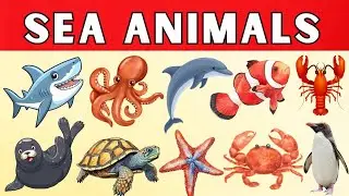 Sea Animals | Amazing Ocean Animals Learning | Sea Animals Fun Facts | Marine Life|  @abckidscampus 