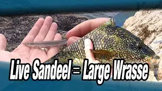 Wrasse fishing with live Sandeel! UK rocking!