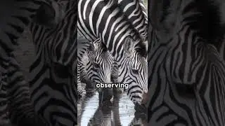zebra pattern recognition 1/2 #shorts #animals #wildlife