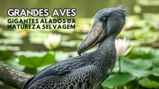 Grandes Aves: Gigantes Alados da Natureza Selvagem