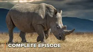 Kenya Wildlife Diaries - FULL SEASON MARATHON 1