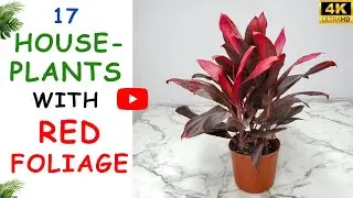 17 Houseplants with Red Foliage | Red Indoor Plants | Rare House-Plants