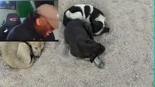 &ldquo;Daily Life With My Puppy &ndash; vlog & Cute Dog Moments 🐶&rdquo;//&ldquo;Cute Puppy Videos | Dog Daily Vlog 🐾❤️&rdquo;