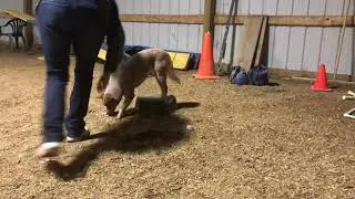 Villyn training