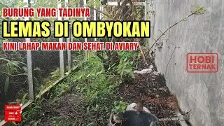 Suasana Mini Aviary 🥹 Burung lahap makan setelah hujan #aviary 