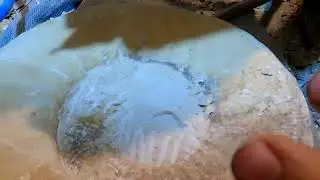 Ammonite preparation Progeronia