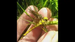 Robberfly eating Common Hawker Dragonfly