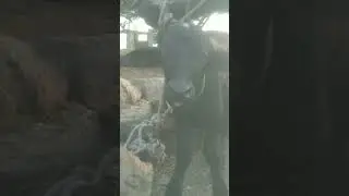 cute Bachha hai 🤩🤗🐃 #shorts #ytshorts #buffalo #animals