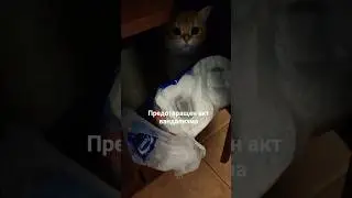Застукали на месте преступления) #cat #котик #кот #котофейка #cute