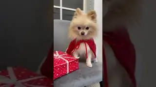 Обиделся #cute #doglover #dogs #dog #justice #happynewyear #trend #dog #doglovers #dogshorts #love