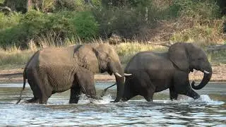 Into the wild - North Botswana & Zambezi Region - 2018 - 4K