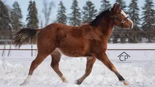 Amara&rsquo;s 2024 Bay Splash Filly