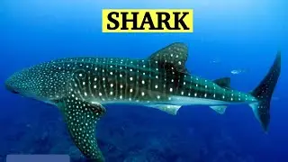 Shark ,show and tell , fancy dress shark, my favorite animal essay ,15lines essay, paragraph writing