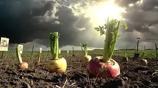 10 Forgotten WWII Vegetables That Saved Nations &mdash; And Could Save You Again