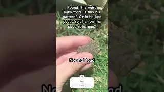 Weird Patterned Toad Spotted In My Back Yard