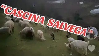 Az.Ag.Agriturismo “Casina Salvega” ortaggi,caprini,ovini produzione formaggi Casella (GE)