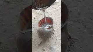 Pouring Molten Metal Into A Seashell Creates Something AMAZING #shorts