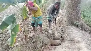 কলার ভিতরে লাগানো ঘাস চাষ ভেঙ্গে ফেলা হলো 
