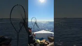 #fishing #subscribeandexplore #904fishing #georgiafishing #cumberlandisland #sharkfishing #fish