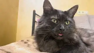 Purring Cat sound for Relaxation. Relax and Purr. Sweet Cat purring 150 Sweet video for relaxation 