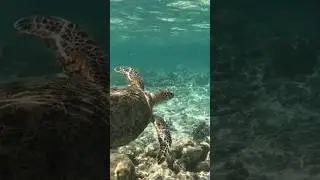 Spotted a Sea Turtle while snorkeling in Mauritius. 🌊🐚🐢 #seaturtles #snorkeling #mauritius #viral