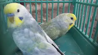 الناس اشترت عصافير ايه وبكام من سوق الجمعة اليوم⁉️وأسعار العصافير بأرقام اصحابها من داخل سوق الجمعة💚