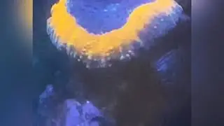 Dia de alimenta&ccedil;&atilde;o usando polyp booster .