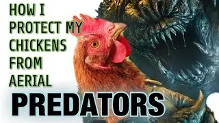 Protect your chickens against aerial predators