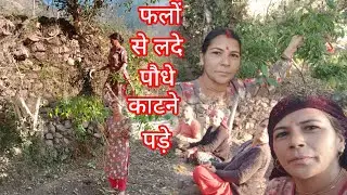 सारा बीज खराब हो गया ट्रैक्टर से काम तो किया☹️पर मन❤️‍🩹बड़ा दुखी😮‍💨रहा#hp#villge life tulsidevi