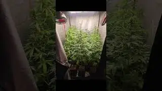 CULTIVO 1X1METRO 250WATTS 14 EJEMPLARES