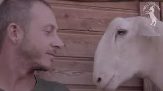 L' avrebbero ucciso in un grande mattatoio, ma ora vive libero! Ecco la storia dell'agnello Regan.