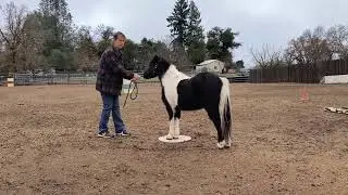 2nd Part of Training a horse to  Pivot on a Disc training for In Hand Halter Obstacle