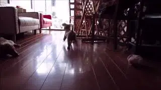 2018年9月4日 大型台風通過と保護犬カフェ鶴橋店の様子