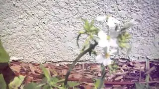 Ecodoc - Winter plant meditation