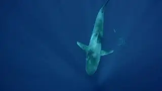 Be Irregular: Save Sharks