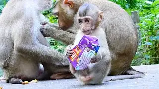 Adorable BB Rainbow hold empty box of milk maybe she feel hungry milk