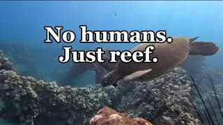 Unattended Camera at Sunrise | 57 Minutes of Reef ASMR (4K)