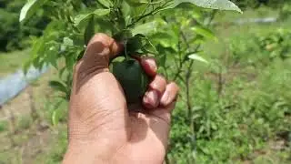 JERUK UMUR 1 TAHUN JANGAN DI BUAHKAN