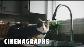 Cinemagraph and Plotagraph Videos, Animated Moving Photos