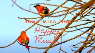 You Tube Music Library, Happy Music, Pop Music, Romantic Music, Entertainment Music, Best Music