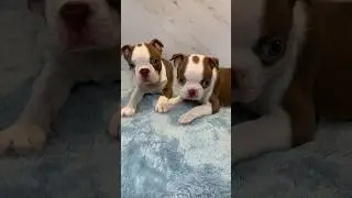 Boston Terrier Brother and Sister Pups #bostonterrier #bostie