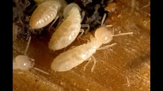 Termite Control Howell NJ Sentricon Termite Baiting