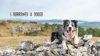 New Addition To The Pack | Photographing A Doggo On Whitbarrow Scar