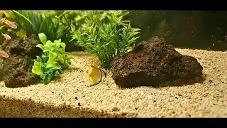 Silver Moonyfish (Monodactylus Argenteus)