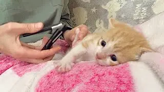 産まれて初めての爪切り＆新入りさんとちょっぴりご対面 生後22日【ミドくん日記#14】First nail clipping after birth.