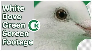 White Dove on Green Screen | Free Chroma Key Footage Pack