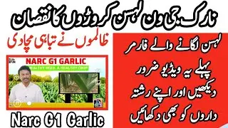 Narc H G1 Garlic Farming in Pakistan // HG1 Garlic complete information @zera3atty99